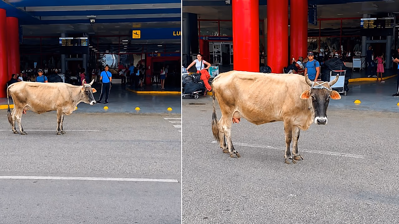 Una vaca en el aeropuerto: el viral que burla la crisis cubana