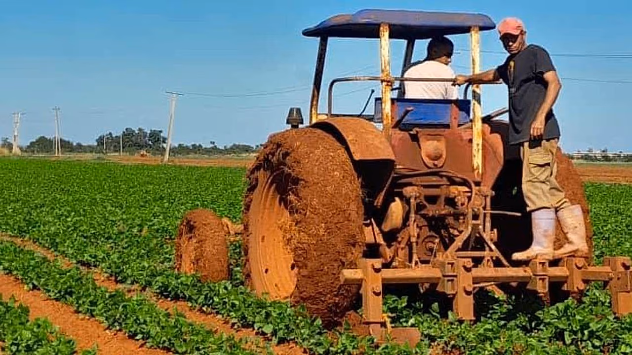 La dictadura castrista vuelve a cerrar el puño: nueva reforma agraria busca asfixiar a los campesinos cubanos