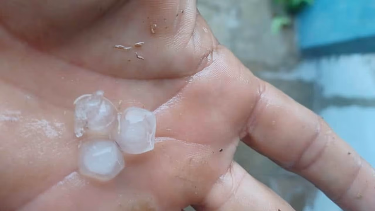 Granizada severa causa daños en cultivos de plátano