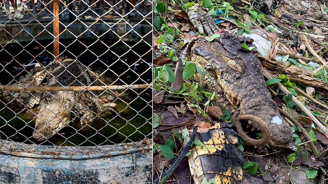 Restos del cocodrilo de Caibarién hallados sin vida